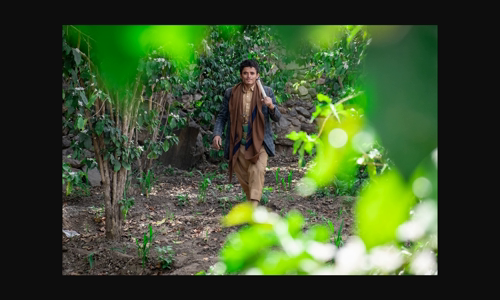 hai-hon-90-loai-ca-phe-trong-so-29-nguoi-tham-gia-phien-au-gia-tot-nhat-cua-yemen image