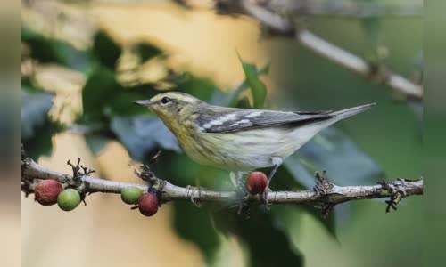 ket-qua-nghien-cuu-nguoi-cham-chi-thuong-thuc-birdwatcher-nhung-nguoi-uong-ca-phe-phan-lon-khong-biet-ve-chung-nhan-than-thien-voi-chim image