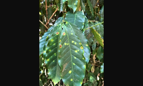 la-ca-phe-rust-uoc-phat-hien-tren-tat-ca-cac-hon-ao-lon-cua-hawaii image