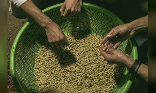 mexico-city-roaster-buna-chat-luong-lai-thong-qua-bao-ve-he-sinh-thai image