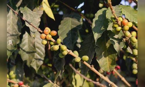 nha-to-chuc-cup-xuat-sac-ace-hop-tac-voi-oritain-e-xac-minh-nguon-goc image