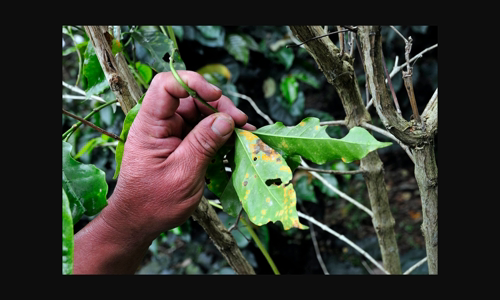su-nong-len-toan-cau-khien-arabica-coffee-gap-nguy-hiem-va-chung-toi-a-huong-toi-mot-nguong-quan-trong image