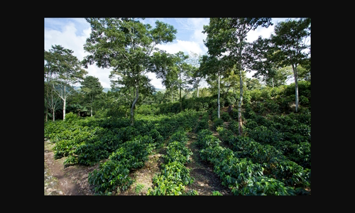 tai-aquares-o-costa-rica-mot-mo-hinh-e-tieu-cuc-carbon-thong-qua-nong-lam-ket-hop image