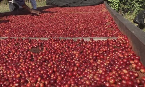 tim-kiem-nhieu-nhat-65-moi-bang-anh-tai-cuoc-au-gia-cua-ace-ngorongoro-coffee-group image