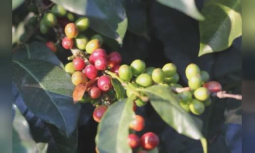 keurig-va-root-capital-cong-bo-du-an-chuoi-cung-ung-voi-bao-lanh-khoan-vay-dfc image