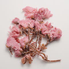 Cách làm cherry blossom cheesecake