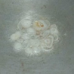 Cách Làm Canh Bí Đao Nấu Tôm Khô Ngon Ngọt Ăn Cơm