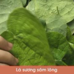 Cách Làm Sương Sâm Nước Cốt Dừa Giải Nhiệt Cơ Thể