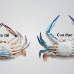 Cách nấu Lẩu Cua Biển tươi ngon, đậm đà hương vị tại nhà 