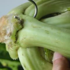 Cách làm Dưa Cảii Chua giòn ngon an toàn vệ sinh tại nhà