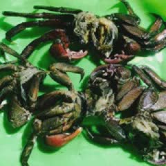 Cách làm Mắm Ba Khía Trộn Chua Cay ngon chuẩn vị miền Tây