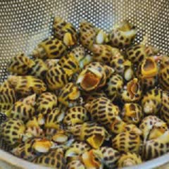 Cách Làm Ốc Hương Rang Muối Ớt Phô Mai Đơn Giản