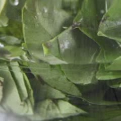 Cách làm Sương sâm hạt é