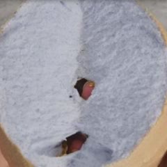Bánh Mây Bồng Bềnh | Cloud Bread Tiktok