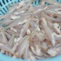 Cách Làm Cá Cơm Kho Xoài Xanh Đậm Đà Đưa Cơm Ở Nhà