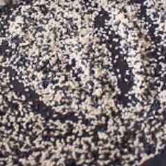 Cách làm kẹo mè đậu phộng