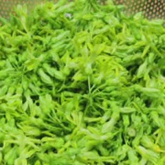 Cách Làm Mực Xào Bông Thiên Lý Cho Bữa Cơm Đậm Đà