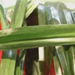 Cách Làm Thịt Ba Chỉ Cuộn Lá Dứa Đơn Giản Mà Ngon