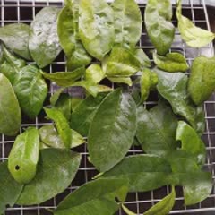 Cách Làm Thịt Nướng Lá Chanh Đơn Giản, Thơm Ngon