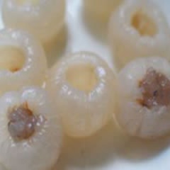 Cách Làm Vải Nhồi Tôm Hấp Đơn Giản, Cực Hấp Dẫn
