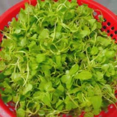 Cách Làm Salad Cải Con Chay Thơm Ngon Đơn Giản