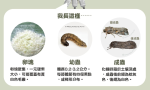 秋行軍蟲已「遍布全台」：不只到處是幼蟲，馬祖也捕獲了成蟲
