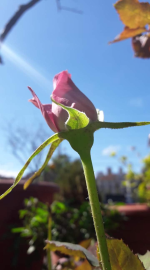盆邊詩鈔/花語五首
