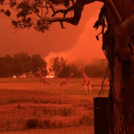 澳洲野火燒不盡!動物園飼育員帶動物回家避難
