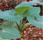 有毒植物入口別慌！送醫前先做這件事