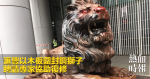 滙豐以木板圍封銅獅子　聘請專家協助復修