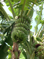 便宜快買！屏東香蕉物美價廉每台斤近20元