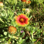 2017從南國到菊島|植