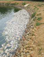 吳郭魚湖泊病毒　新北沒有病情