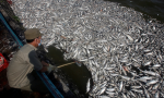 非法捕撈猖獗，歐盟對海鮮出口大國越南發出黃牌警告