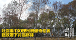 吐露港130棵松樹離奇枯萎　路政署下月起移除