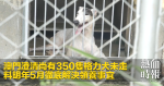 澳門澄清尚有350隻格力犬未走　料明年5月徹底解決領養事宜