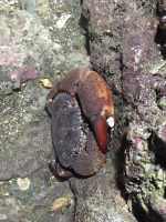 搶救桃園藻礁 環團今早凱道請願