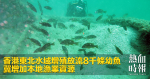 香港東北水域增殖放流8千條幼魚　冀增加本地漁業資源