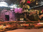 台中接世界闌展貶國際蘭展 台南指展覽內容不同