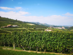 意大利Piemonte | 學酒筆記
