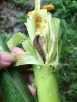 全民「疫」起來！發現秋行軍蟲你可以這樣做