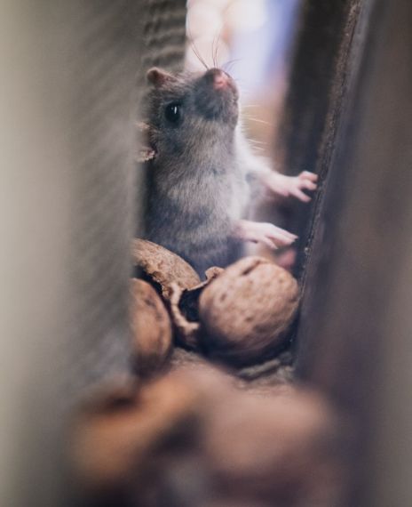 Hantaviruses are a family of viruses spread mainly by rodents.