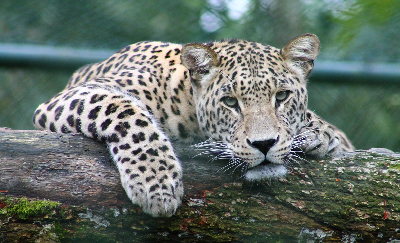There was no leopard stuck inside a well in HD Kote.
