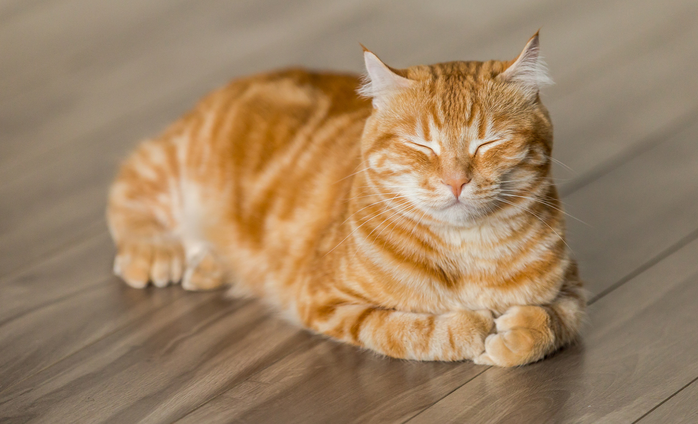 Pets have died after chewing on shipping boxes that have been sprayed with disinfectant.
