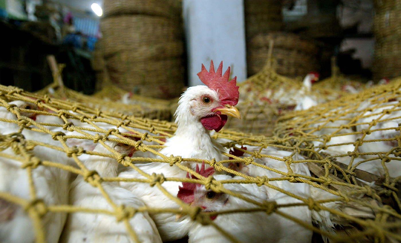 Goa bans entry of poultry products from neighbouring states.