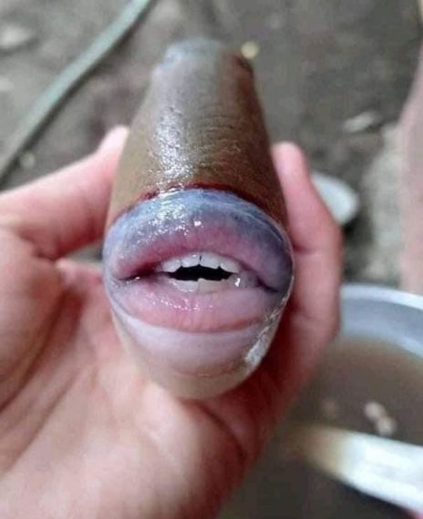 Fish with human-like teeth and lips spotted in Malaysia.