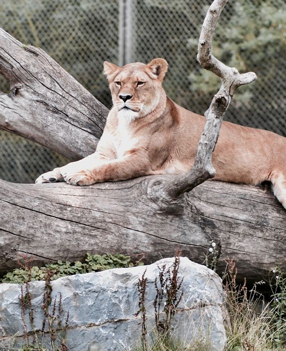 Mysore Zoo is set to reopen from 8 June 2020.