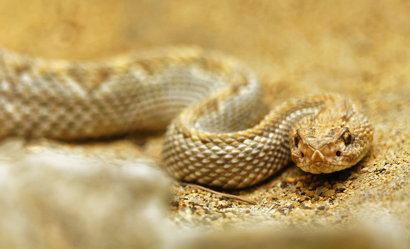 COVID-19 is not a respiratory disease, but is instead caused by snake venom.