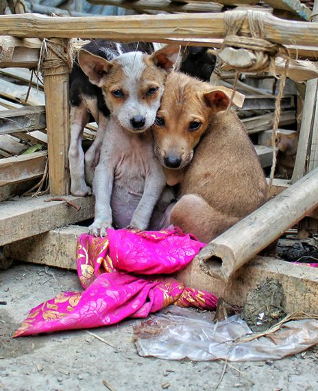 Chinese wet markets have reopened after the coronavirus outbreak and they are still selling bats, dogs and cats.