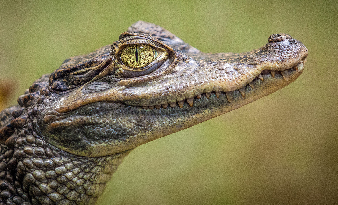 A 10-feet-long crocodile was spotted at a highway in a village in Madhya Pradesh.
